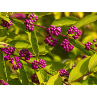 Krásnoplodka - Callicarpa bodinieri 'Profusion' - 20/30cm