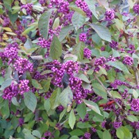 Krásnoplodka - Callicarpa bodinieri 'Profusion' - 20/30cm