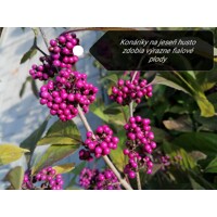 Krásnoplodka - Callicarpa bodinieri 'Profusion' - 20/30cm
