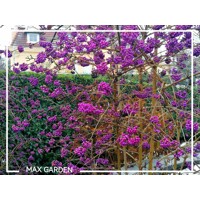 Krásnoplodka - Callicarpa bodinieri 'Profusion' - 20/30cm
