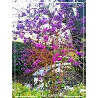 Krásnoplodka - Callicarpa bodinieri 'Profusion' - 20/30cm