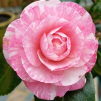 Kamélia Japonská  - Camellia japonica 'William Bartlett' - 30/40cm