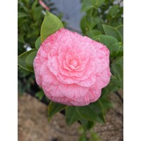 Kamélia Japonská  - Camellia japonica 'William Bartlett' - 30/40cm