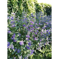 Caryopteris x clandonensis 'Inoveris' GRAND BLEU®  - 20/30cm
