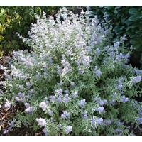 Caryopteris x clandonensis 'White Surprise'- 15/20cm