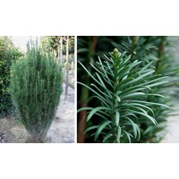 Hlavotis peckovitý - Cephalotaxus harringtonii ´Fastigiata´ - 20/30cm