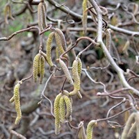 Lieska obyčajná - Corylus avellana ´Tonda Romana´ Co2L