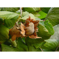 Lieska obyčajná - Corylus avellana ´Tonda Romana´ Co2L