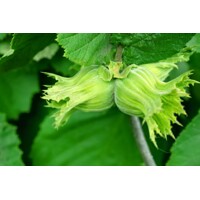 Lieska obyčajná - Corylus avellana ´Tonda Romana´ Co2L