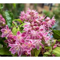 Trojpuk hybridný - Deutzia hybrida ´Raspberry Sundae´- 20/30cm