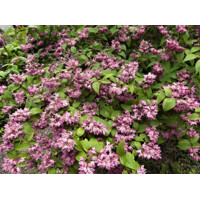 Trojpuk hybridný - Deutzia hybrida ´Raspberry Sundae´- 20/30cm