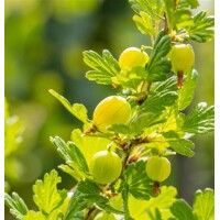 Egreš biely -  Ribes uva-crispa  'Hinnonmaeki' - 40cm