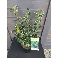 Bršlen japonský  - Euonymus japonicus 'Kathy' - 20/30cm