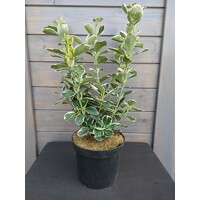 Bršlen japonský  - Euonymus japonicus 'Kathy' - 20/30cm