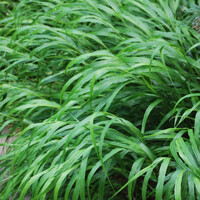 Hakonechloa macra 'Greenhills'