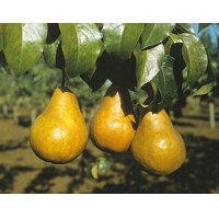 Hruška - Pyrus communis ´Boscova f?aška´
