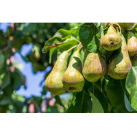 Hruška jesenná - Pyrus communis 'Konferencia' - jesenná