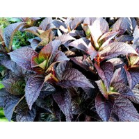 Hortenzia pílkatá - Hydrangea serrata ´Daredevil´ - 50/60cm