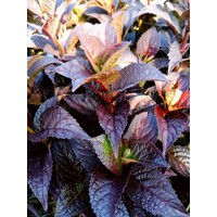 Hortenzia pílkatá - Hydrangea serrata ´Daredevil´ - 50/60cm