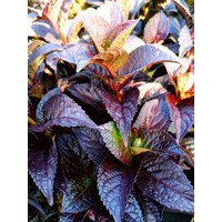 Hortenzia pílkatá - Hydrangea serrata ´Daredevil´ - 50/60cm