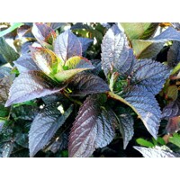Hortenzia pílkatá - Hydrangea serrata ´Daredevil´ - 50/60cm