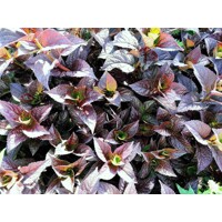 Hortenzia pílkatá - Hydrangea serrata ´Daredevil´ - 50/60cm