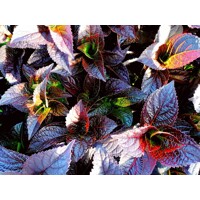 Hortenzia pílkatá - Hydrangea serrata ´Daredevil´