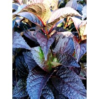 Hortenzia pílkatá - Hydrangea serrata ´Daredevil´