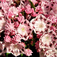 Kalmia latifolia ´Ginkona´ - 20/30cm