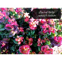 Leucothoe axillaris 'Curly Red' - 20/30cm