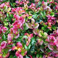 Leucothoe axillaris 'Curly Red' - 20/30cm