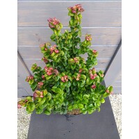 Leucothoe axillaris 'Curly Red' - 20/30cm