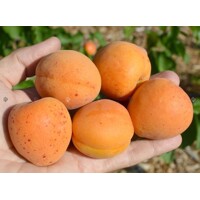 Marhu?a oby?ajná - Prunus armeniaca 'Early Orange'