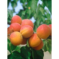 Marhu?a oby?ajná - Prunus armeniaca 'Early Orange'