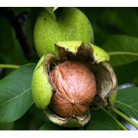 Orech vlašský - Juglans regia 'Bohumil' - 100/125cm