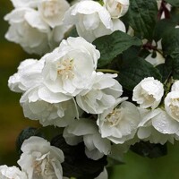 Philadelphus ´Virginalis´ -20/30+cm