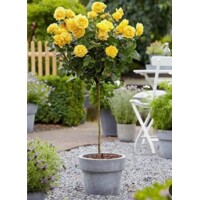 Ruža na kmienku - Rosa Topolina - žltá - na 40cm kmienku