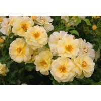 Ruža na kmienku - Rosa Topolina - žltá - na 40cm kmienku