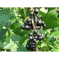 Ríbez?a ?ierna - Ribes nigrum 'Little Black Sugar' - 20/30cm