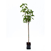 Ríbez?a ?ierna - Ribes nigrum  'Tisel' - na 60cm kmienku