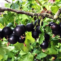 Ríbez?a x Egreš - Ribes x nidigrolaria JOSTA  - 40cm