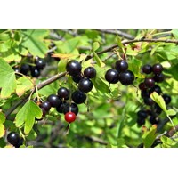 Ríbez?a x Egreš - Ribes x nidigrolaria JOSTA  - 40cm