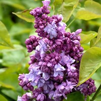 Orgován oby?ajný - Syringa vulgaris 'Katherine Havemeyer' - 20/30cm