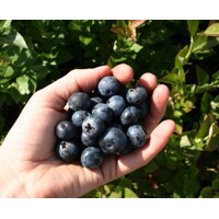 ?u?oriedky- Vaccinium corymbosum ´Brigitta Blue´ -30/40cm