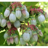 ?u?oriedky- Vaccinium corymbosum ´Brigitta Blue´ -30/40cm