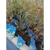 ?u?oriedky- Vaccinium corymbosum ´Brigitta Blue´ -30/40cm