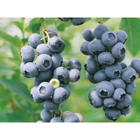 ?u?oriedky - Vaccinium corymbosum ´Duke´-  30/40cm