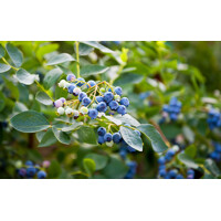 ?u?oriedky - Vaccinium corymbosum ´Duke´-  30/40cm