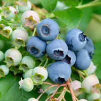 ?u?oriedka - Vaccinium corymbosum  ´Northland´ - 40/60cm