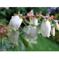 ?u?oriedka - Vaccinium corymbosum  ´Northland´ - 40/60cm